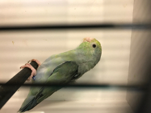 Young Celestial parrotlets