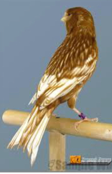 Phaeo Canaries