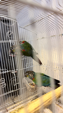 Crimson bellied conure pair
