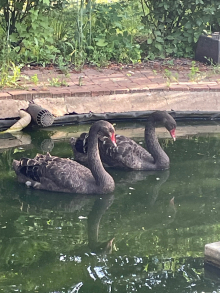 Black swans for sale
