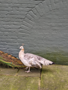 Peafowl for sale