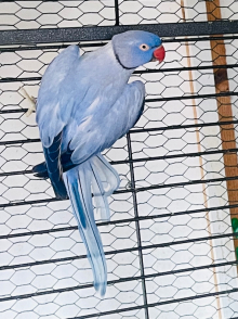 Ringneck for sale 