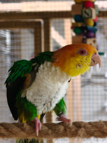 Pair of Green-Thighed Caiques