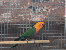 Jenday cock