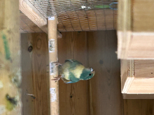 Kakariki 