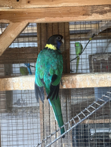 Port Lincoln bonded pair
