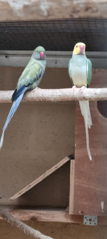MUTATION RINGNECKS 