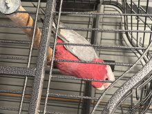 Cock bird galah Cockatoo