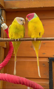 Dilute Yellow Plum Heads (proven pair) 