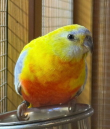 2025 Opaline Turquoisine parakeet Hen