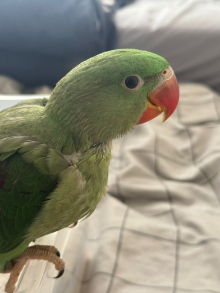 Split Lutino Alexandrine 