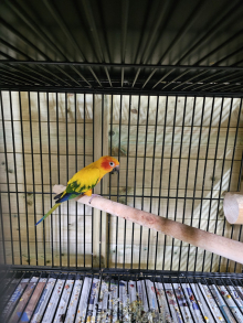 Sun Conure