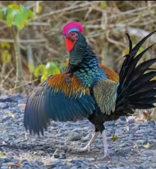 Green junglefowl 