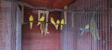 Lutino eligant cocks for sale