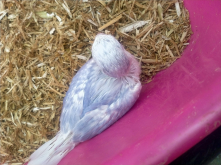 Rare mutations ...opaline,whwt dom pied