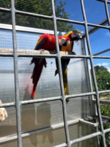 Macaws