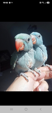 HAND REARED RINGNECKS