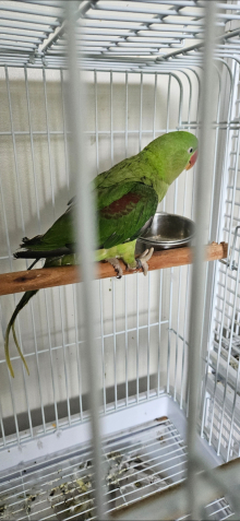 Green split blue alexandrine male