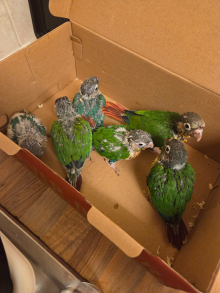 Baby green cheek conures