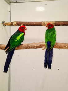 Quality birds