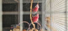 Lutino galah pair