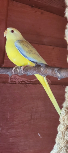 Pied eligant cock wanted