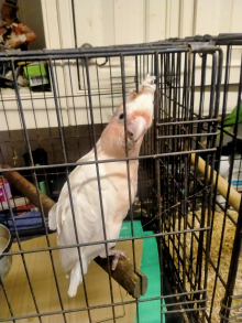 Baby Leadbeater for sale
