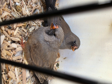 Visual charcoal zebra finches
