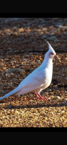 Crested Bronze winged dove
