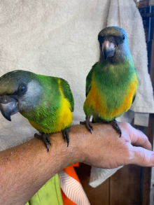 Wanted 2 male Senegals