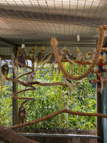 Young cockatiels