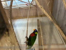 Coconut lorikeet