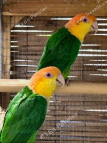 Pair of Green-Thighed Caiques MAY SWAP