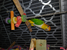 Hen Yellow thighed caique forsale