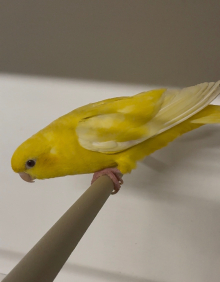True pair Lutino lineolated parakeets 