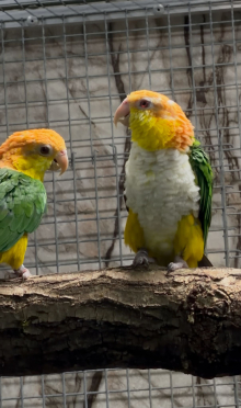 Yellow thighed caiques 