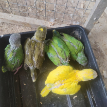 (Pied) Plumhead Chance Spilt pied