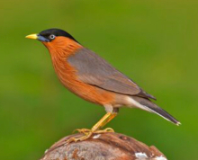 2026 Pagoda Starlings