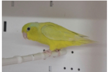 Celestial Parrotlets