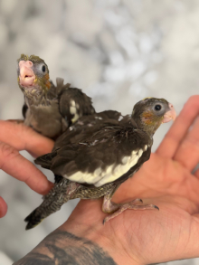 Hand-Reared Cockatiels 