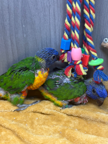 Hand-Reared Rainbow Lorikeets