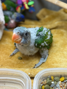 Hand-Reared Derbyans 