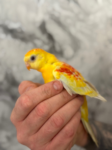 Hand-Reared Red Rump Parakeets