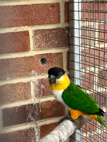 Black headed caiques 