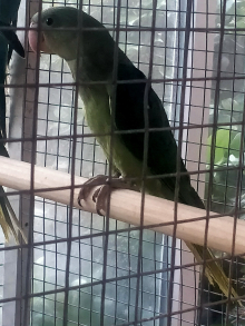Baby handreared alexandrine 2026