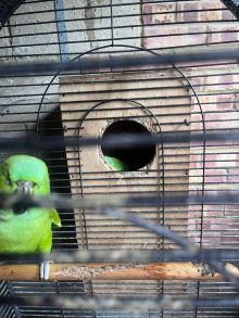 Proven Yellow Naped Amazon Breeding Pair