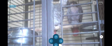 african grey breeding pair