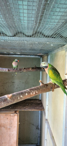 Birds for sale