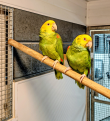 Double Yellow Headed Amazon Pair
