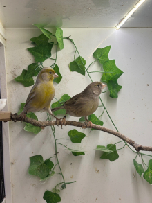 Foreign finches & Canaries 